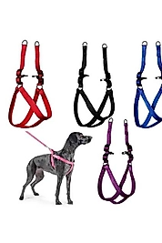 Lion Göğüs Tasma 20 x 35 Cm